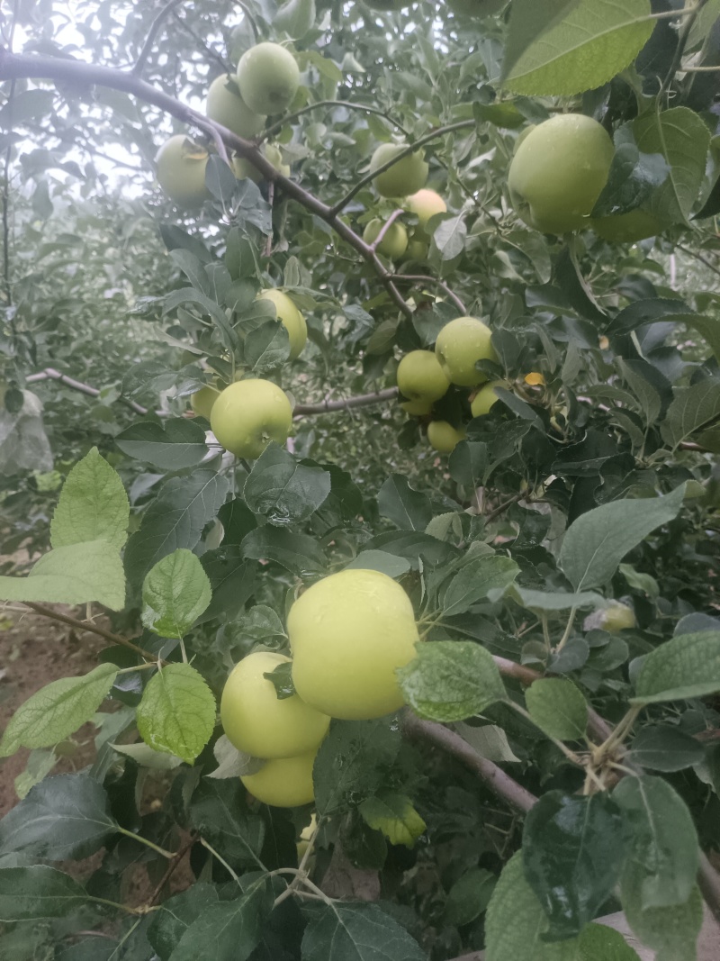 华瑞苹果电商货