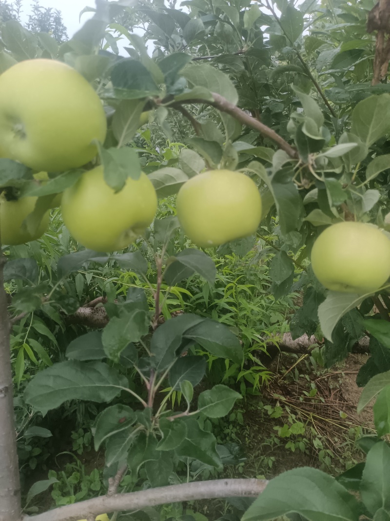 华瑞苹果电商货