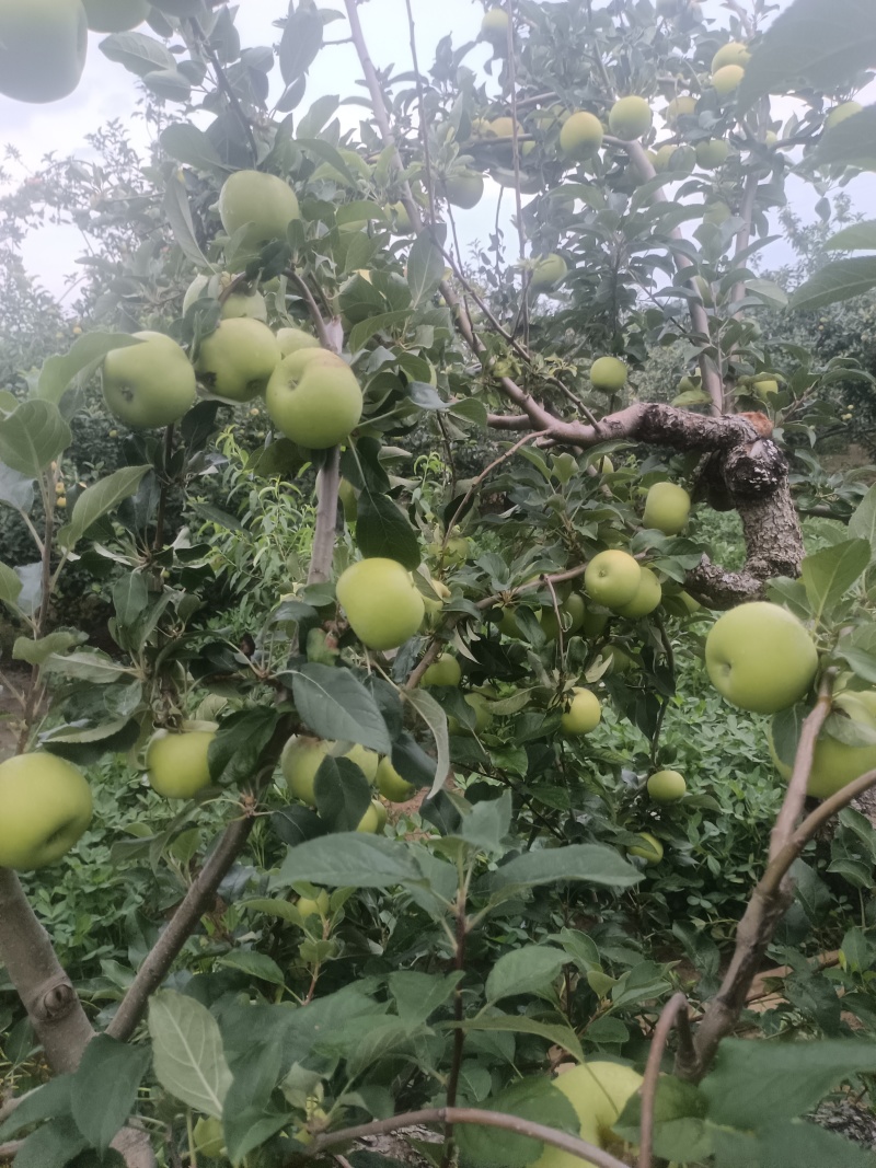 华瑞苹果电商货