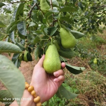 太婆梨