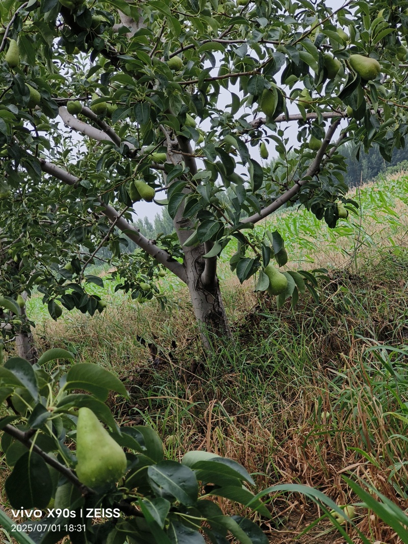太婆梨