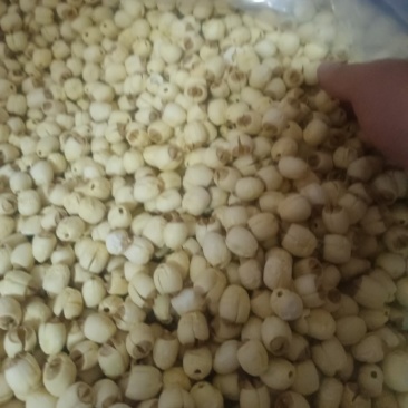 通心干莲子