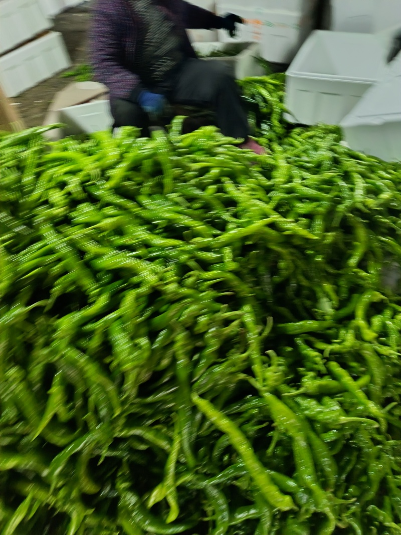 陇椒山东陇椒货源充足品质保证供应全国市场电商