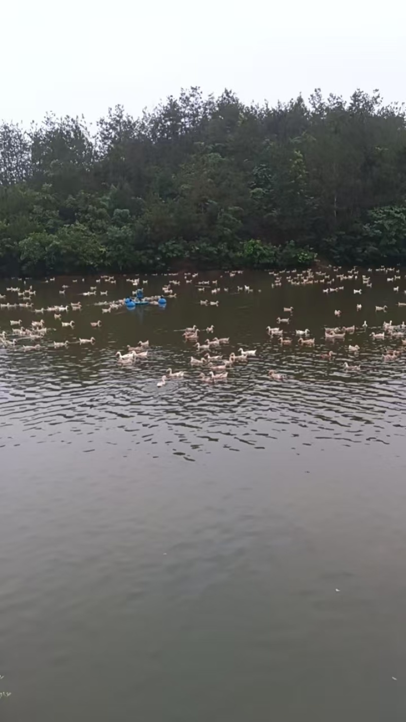 散养蛋鸭，养殖时间超400天，个体体重3斤左右