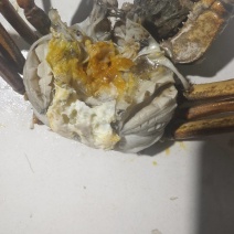 大闸蟹上市，只只满肉满黄，当天发第二天到，现捉现卖