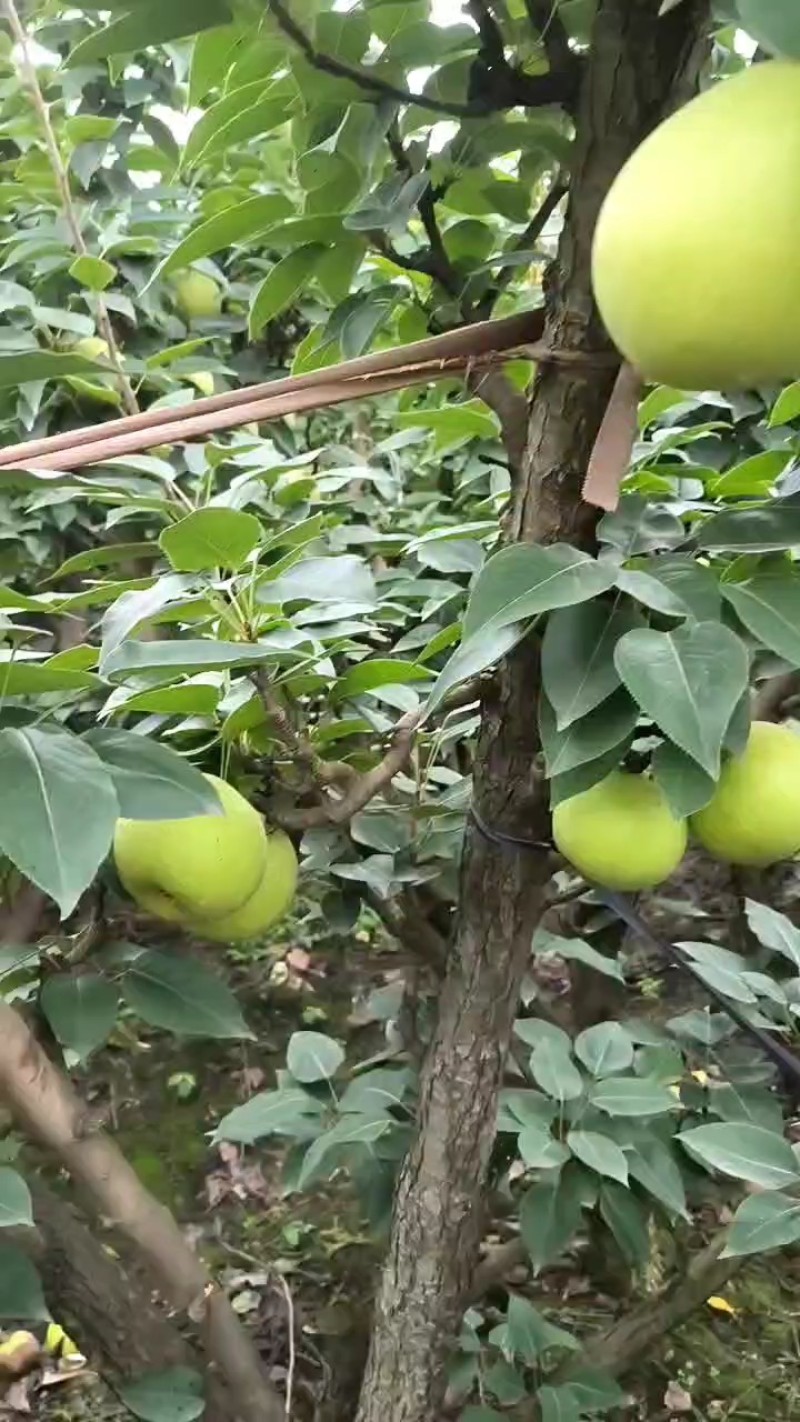 翠冠梨