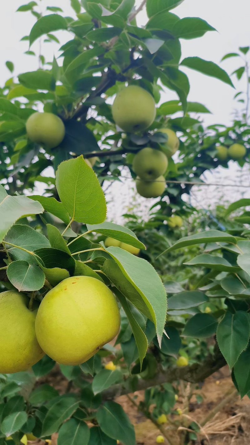 翠冠梨