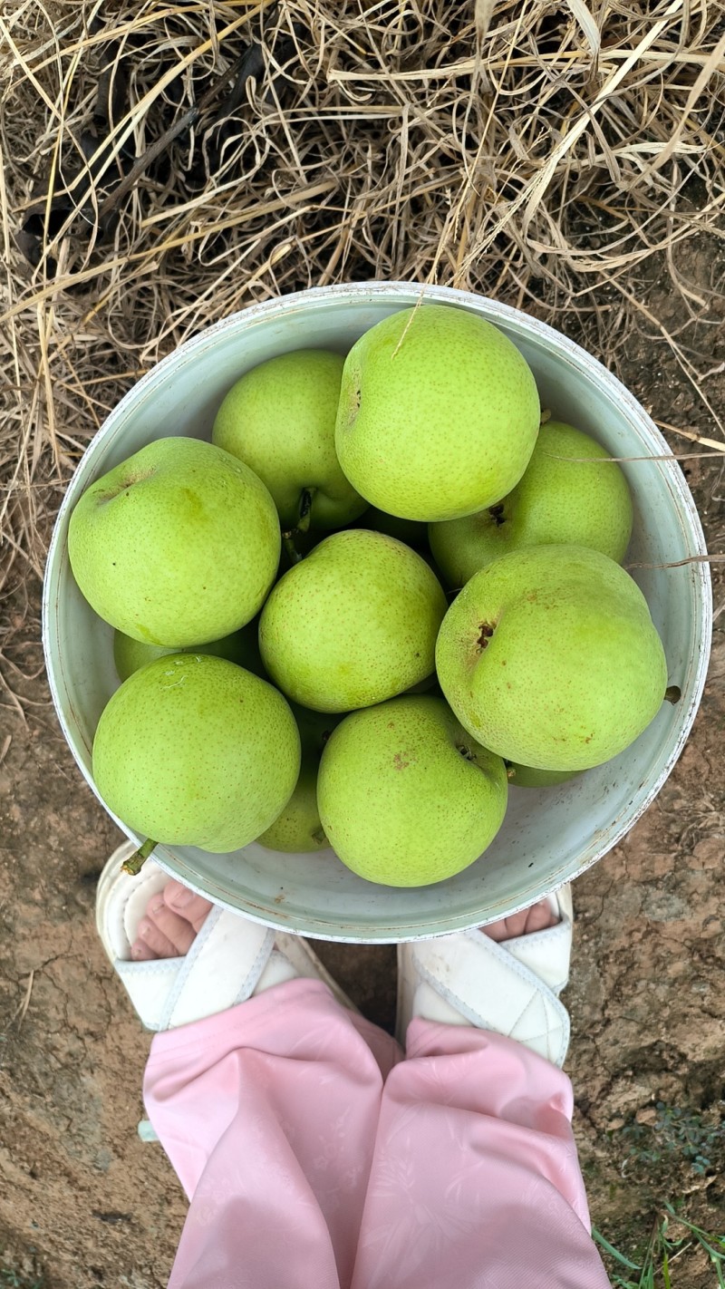 翠冠梨