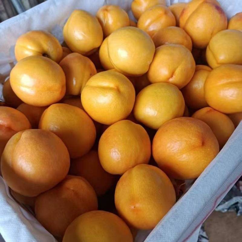 精品套袋黄油桃，纯产地一手货源，手工采摘，口感**