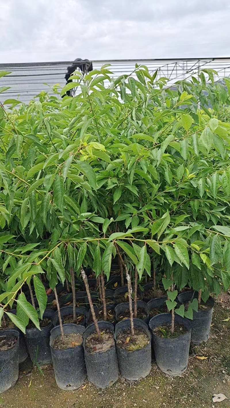 三华李苗