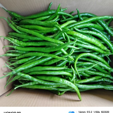 【推荐】精品线椒，产地一手货源，欢迎来电咨询