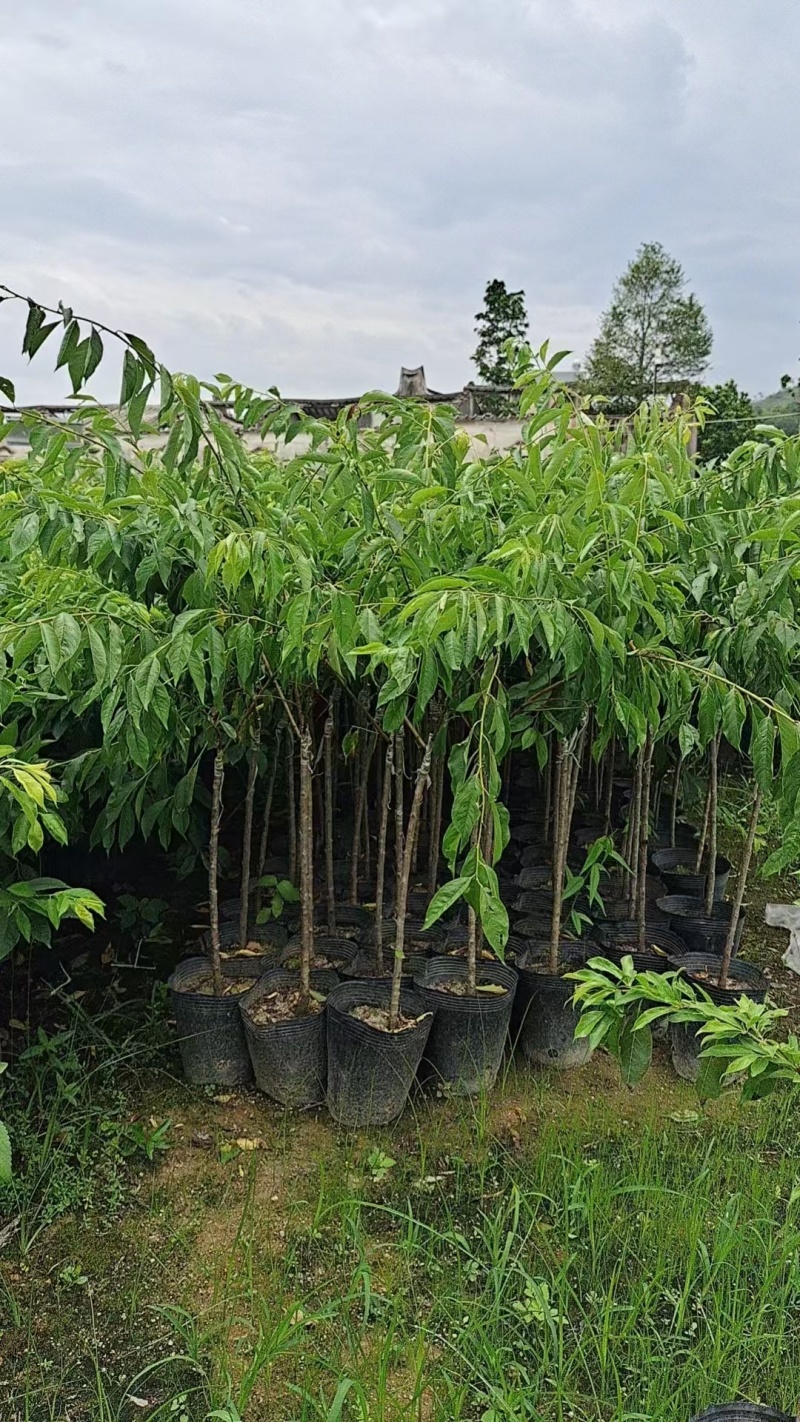 早熟甜李子苗