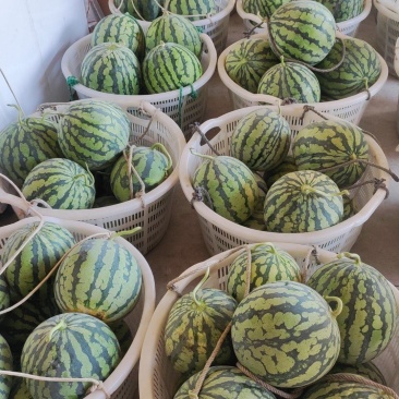 美都西瓜大量供应