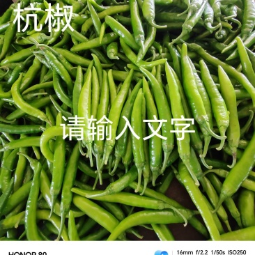 【优质杭椒】大量上市，基地直供，对接各大市场商超