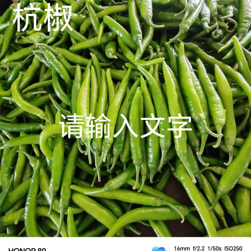【优质杭椒】大量上市，基地直供，对接各大市场商超