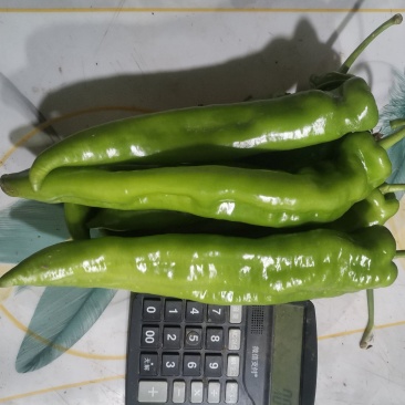 牛椒