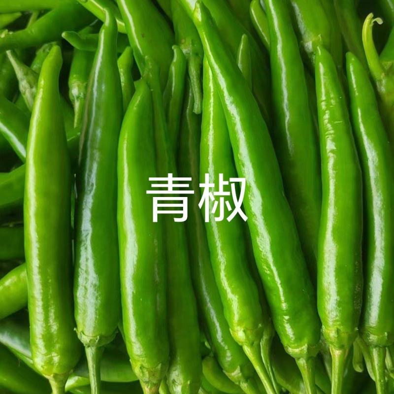 精品青椒牛角椒大量上市，基地直供，欢迎咨询
