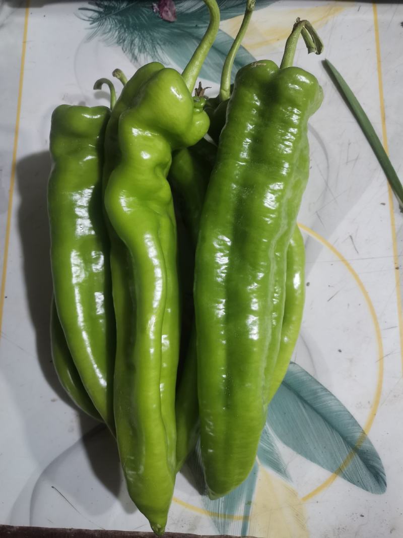 牛椒