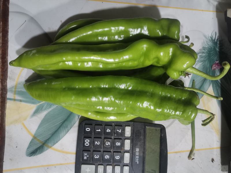 牛椒
