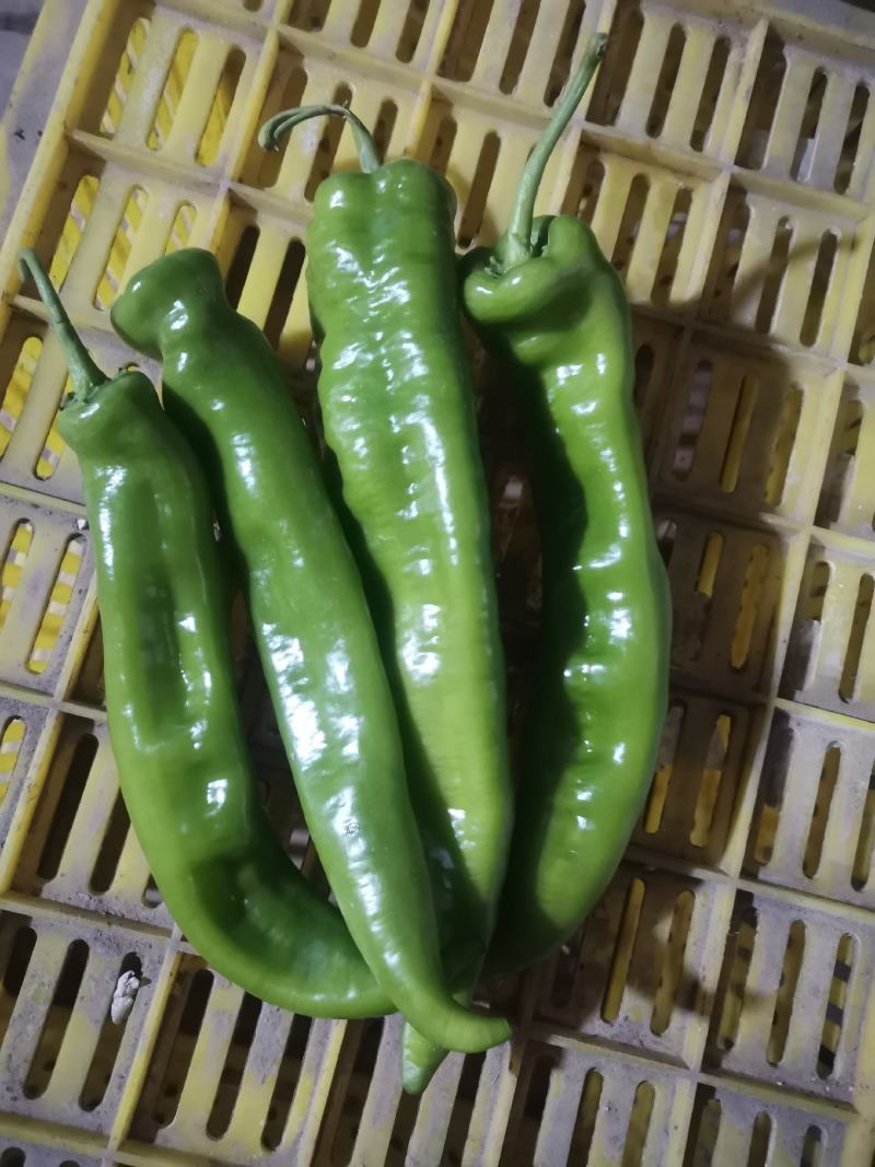 牛椒