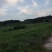 资阳乐至周边露天红米802糖度13左右，皮毛青秀10万斤