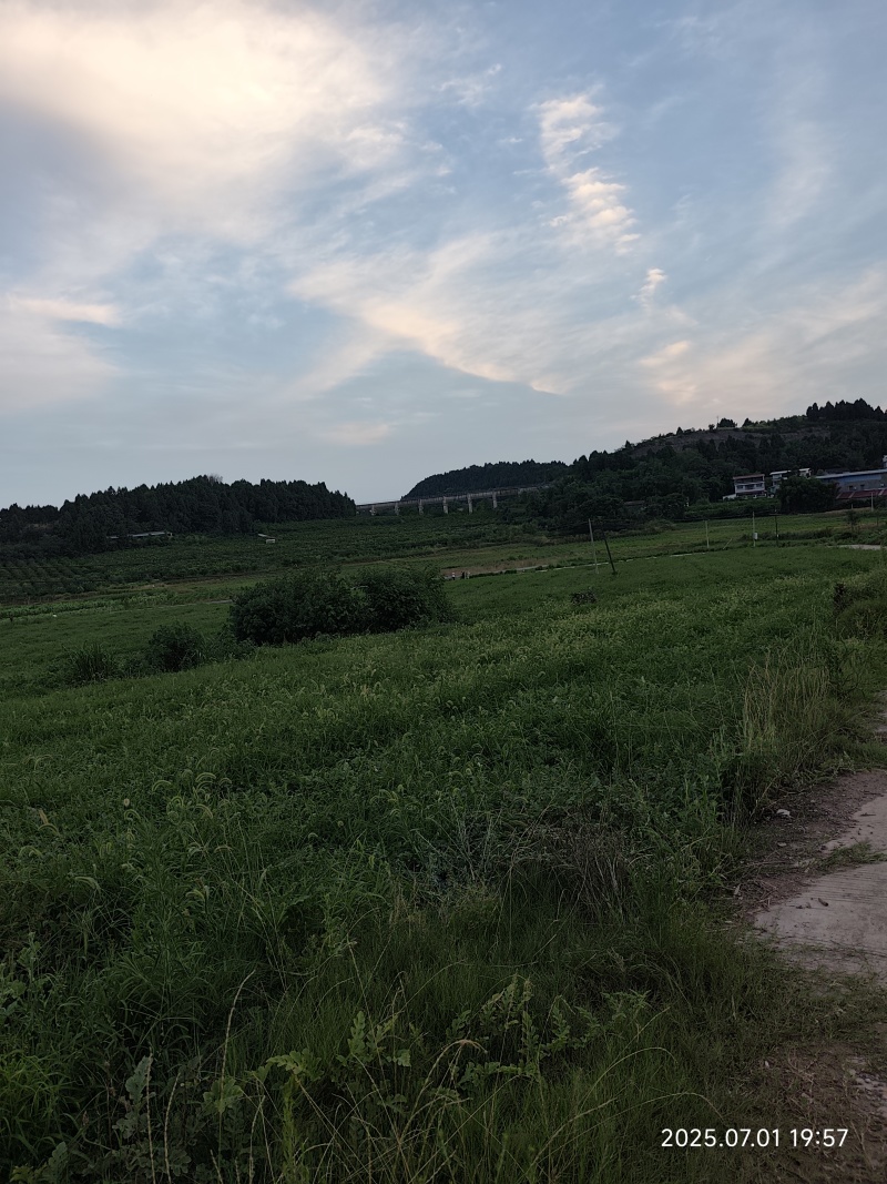 资阳乐至周边露天红米802糖度13左右，皮毛青秀10万斤