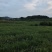 资阳乐至周边露天红米802糖度13左右，皮毛青秀10万斤