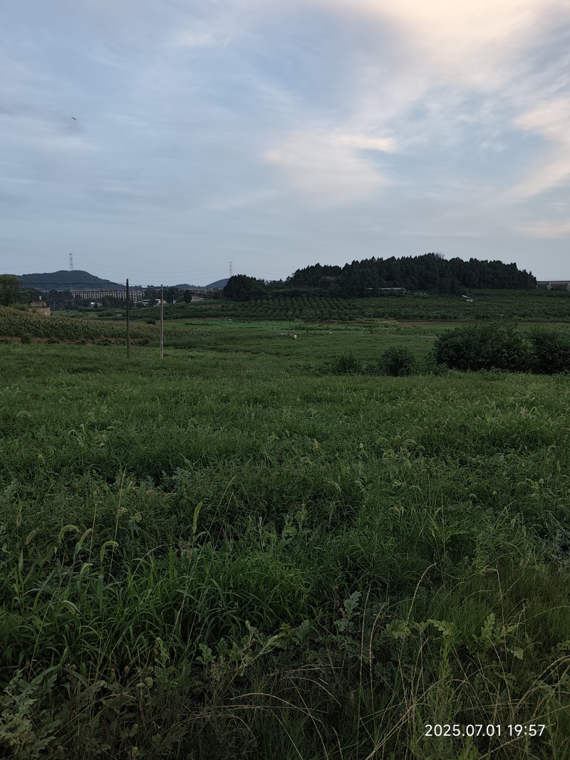 资阳乐至周边露天红米802糖度13左右，皮毛青秀10万斤