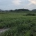 资阳乐至周边露天红米802糖度13左右，皮毛青秀10万斤