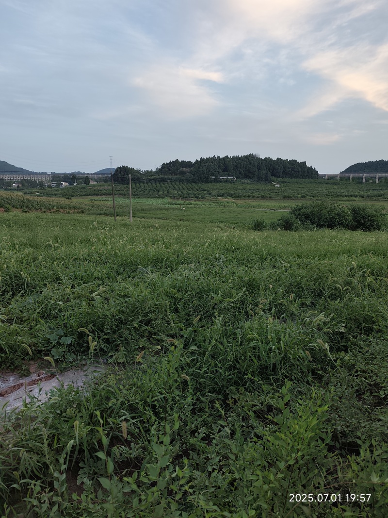 资阳乐至周边露天红米802糖度13左右，皮毛青秀10万斤