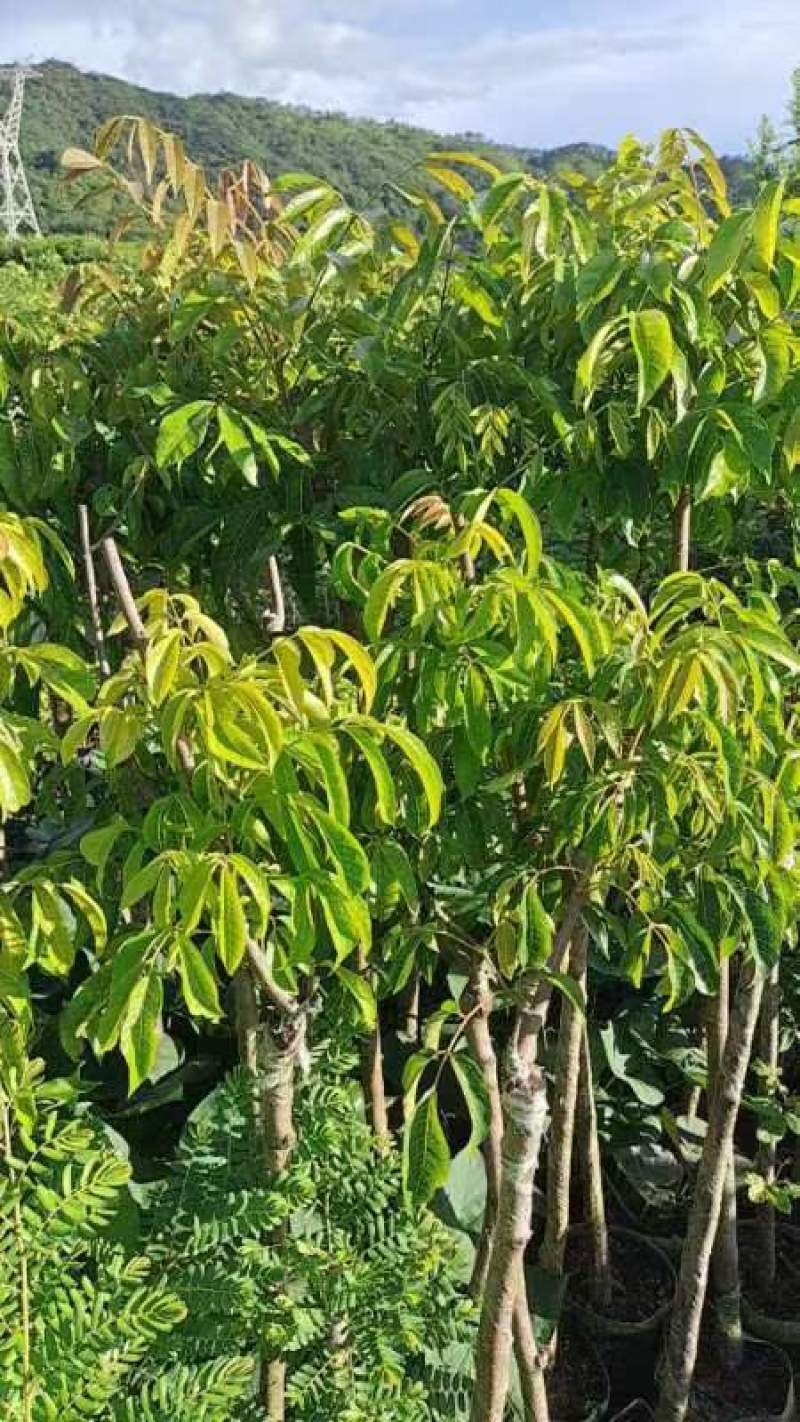 橄榄苗，广东省普宁市基地直接发货，欢迎您随时联系下单！