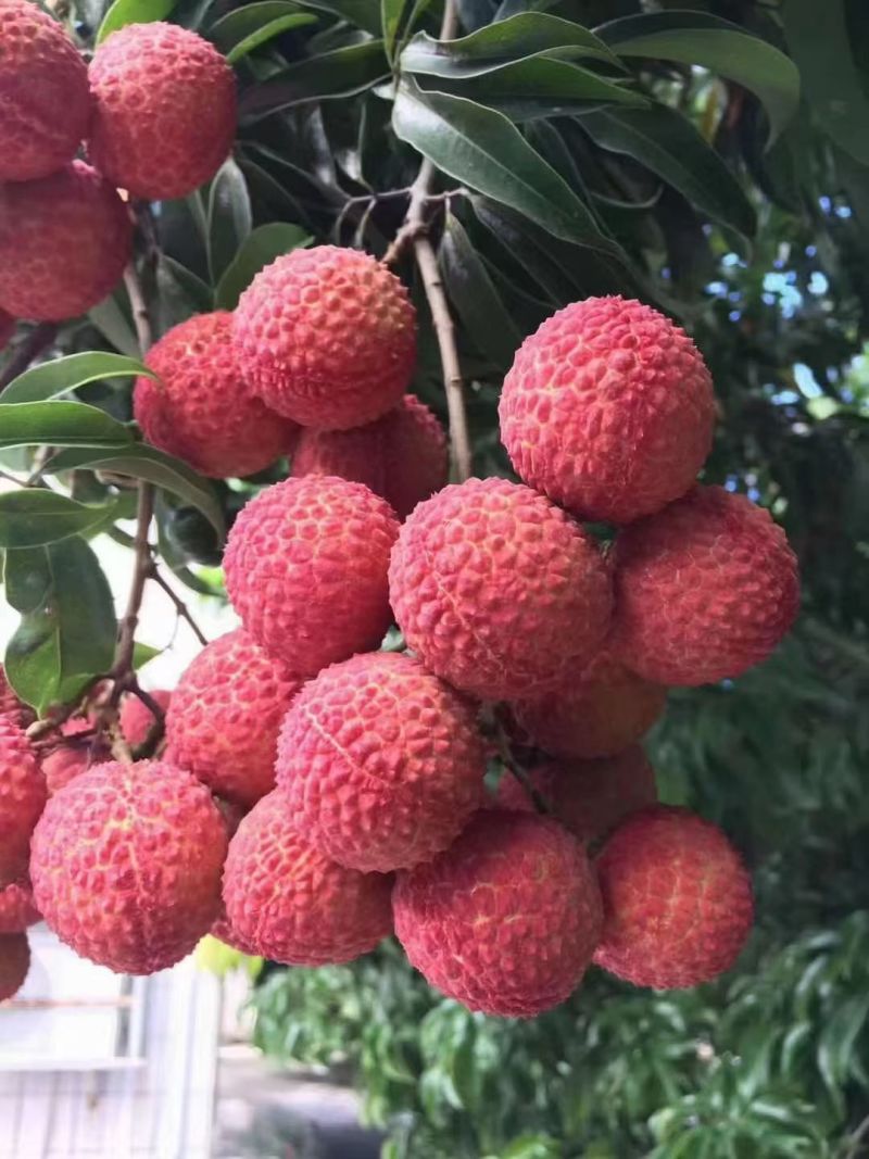 广东桂味荔枝