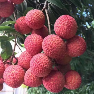 广东桂味荔枝