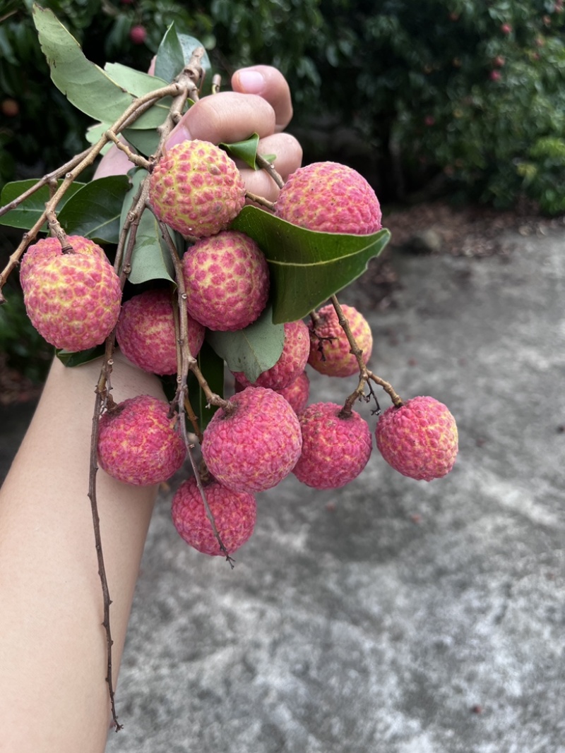 广西黑叶荔枝，果农果