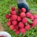 有少量冰荔，看上的联系