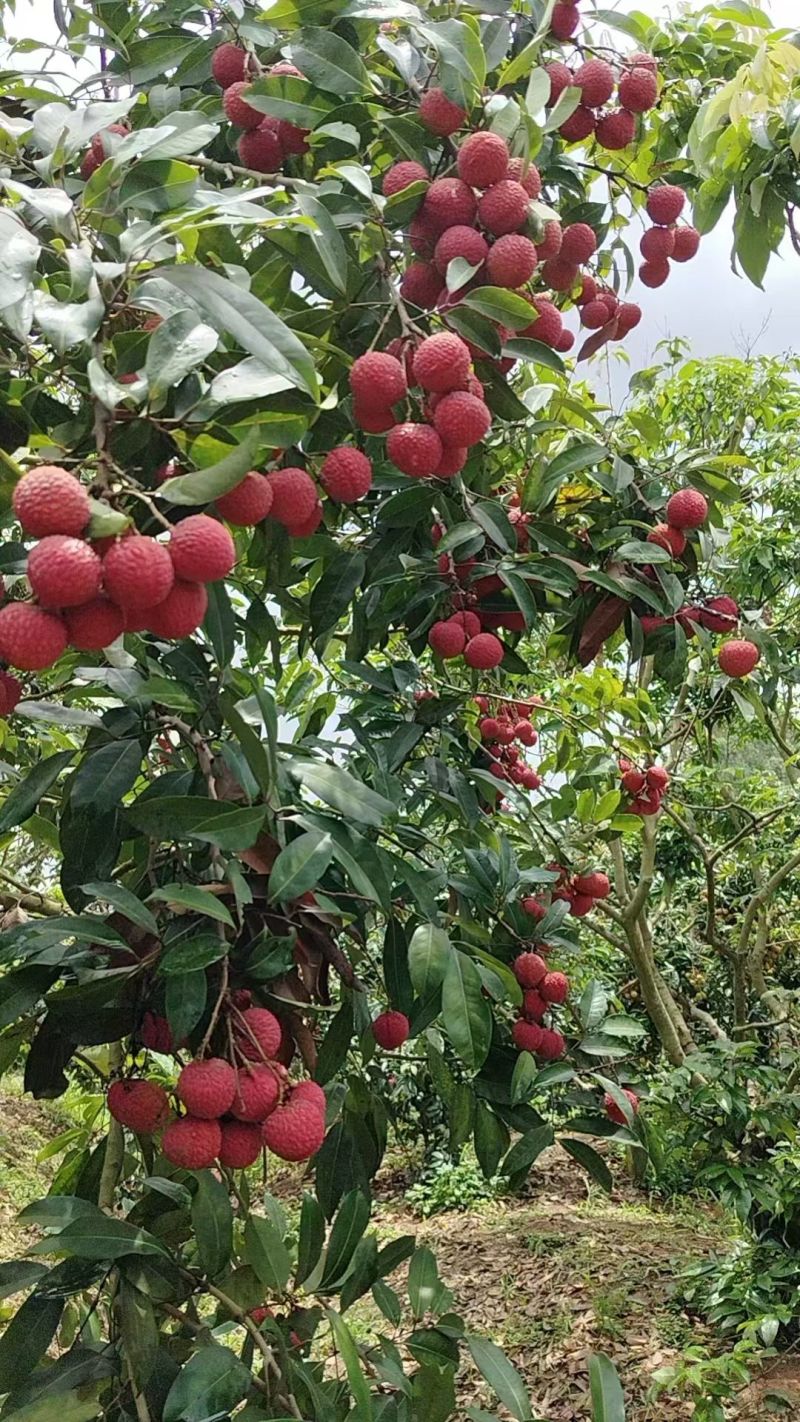 有少量冰荔，看上的联系