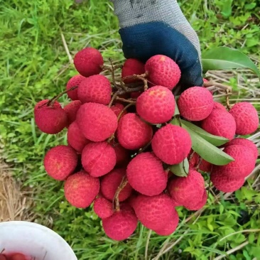 有少量冰荔，看上的联系
