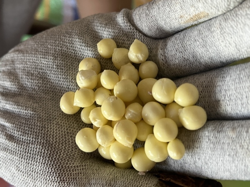 新货上架！正宗苏芡鸡头米，Q弹软糯，滋补佳品！