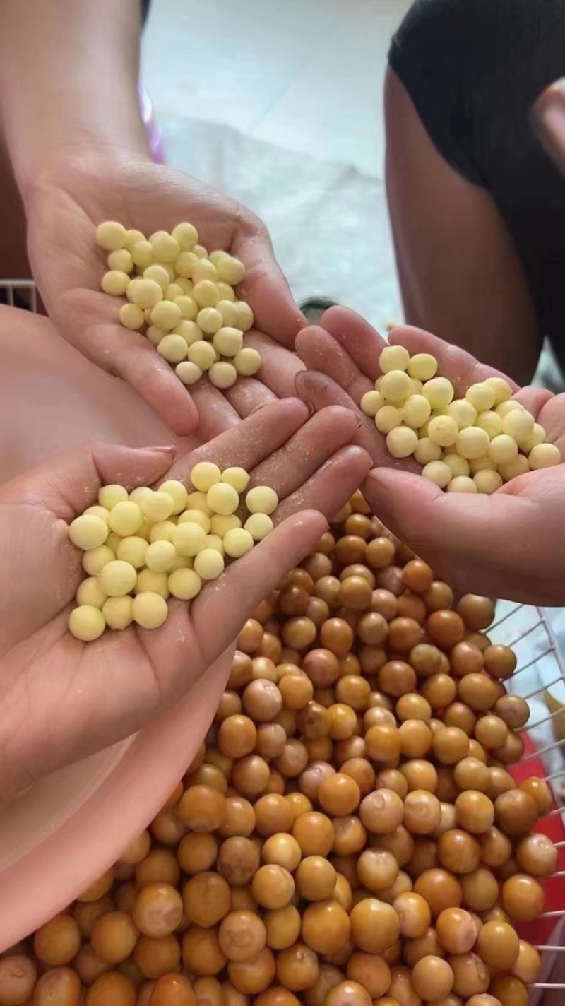 新货上架！正宗苏芡鸡头米，Q弹软糯，滋补佳品！