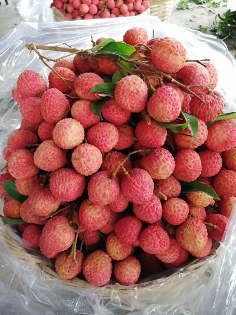 广东饶平桂味荔枝开始上市