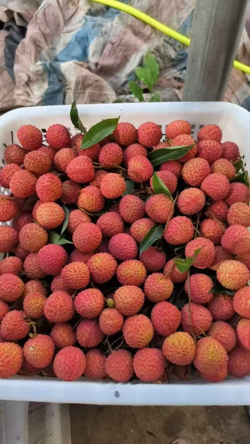 广东饶平桂味荔枝开始上市