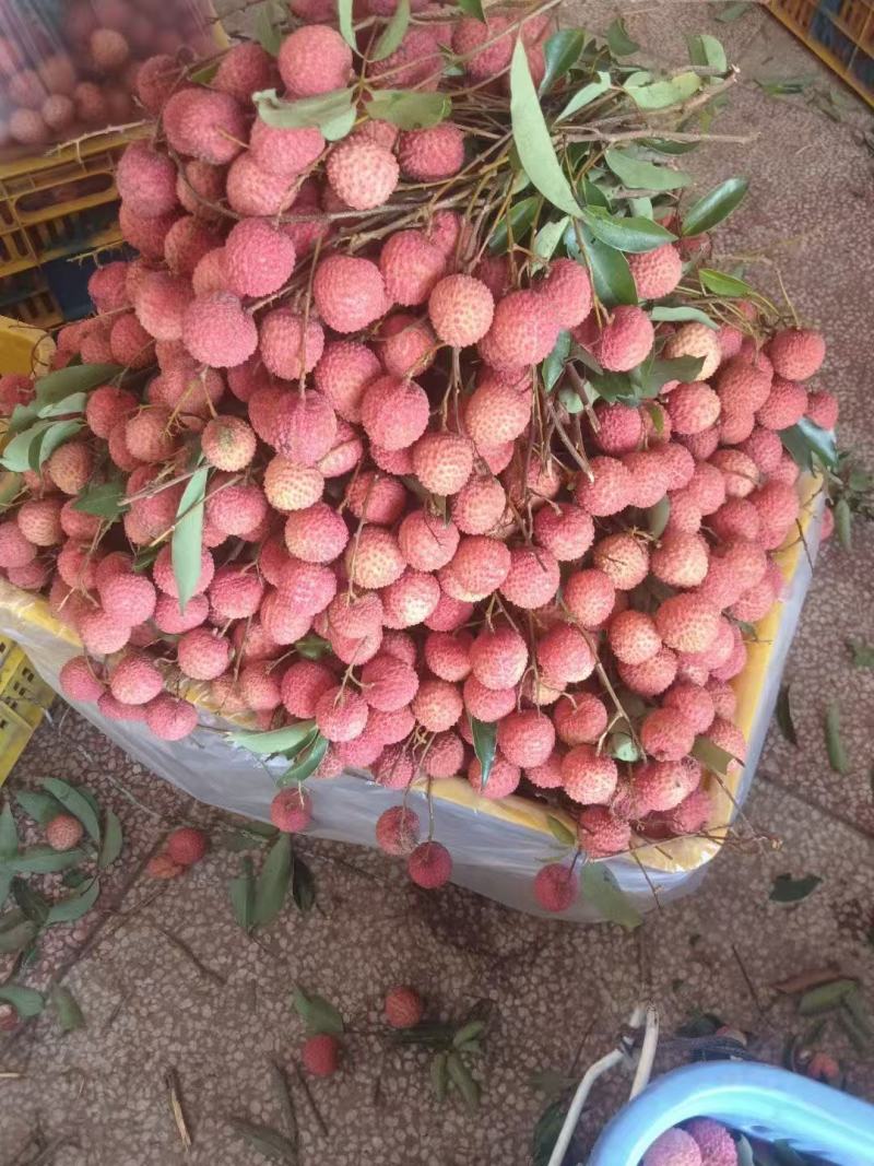广东饶平桂味荔枝开始上市