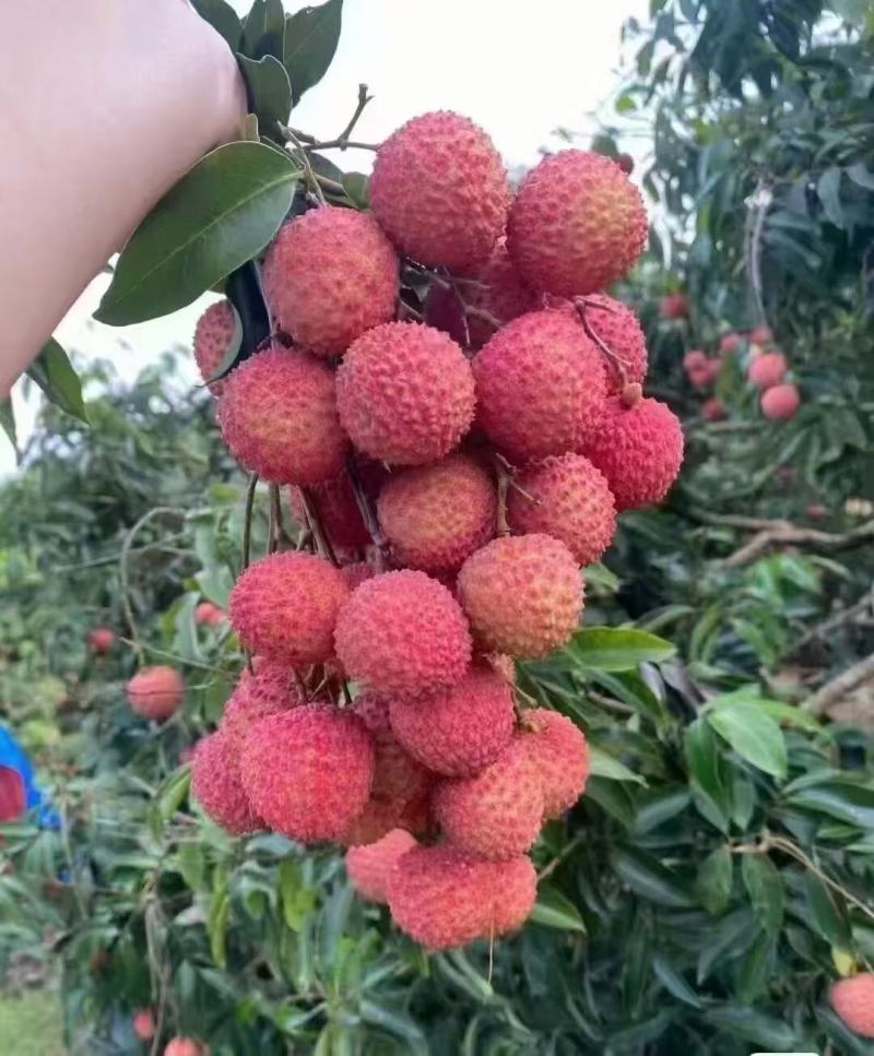 广东饶平桂味荔枝开始上市