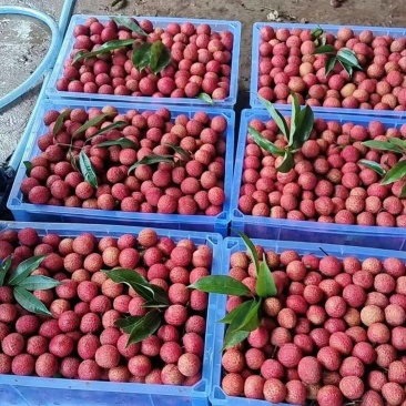 广东饶平桂味荔枝开始上市