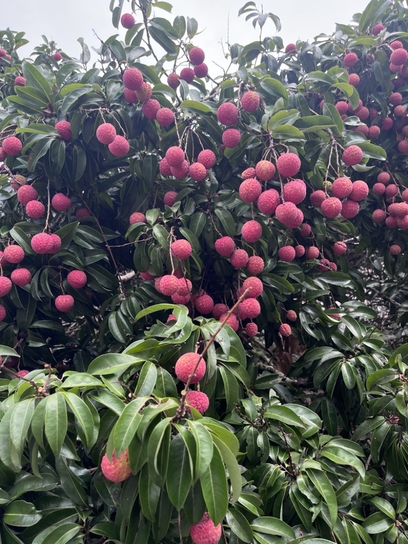 广西黑叶荔枝，果农果，现场看果