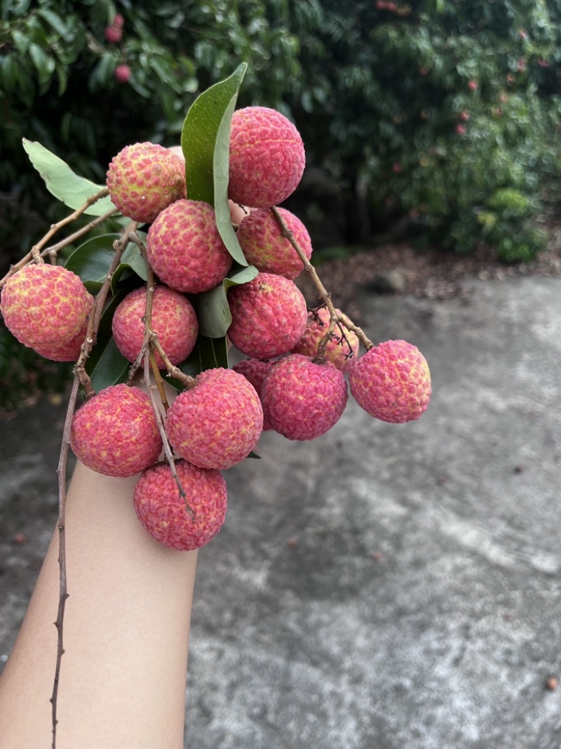 广西黑叶荔枝，果农果，现场看果