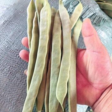 云南保山高原红大山刀豆。品质优良