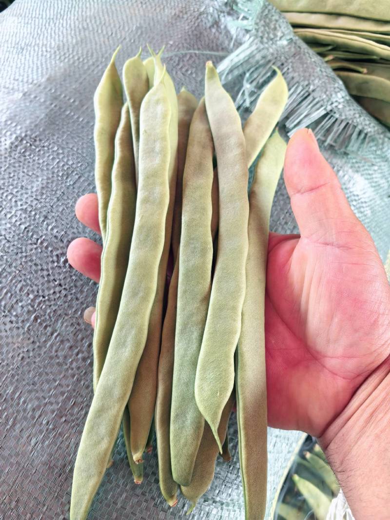 云南保山高原红大山刀豆。品质优良