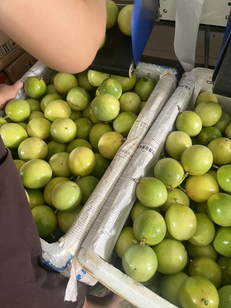 百香果，钦蜜9号现货对全平台电商一件代发！
