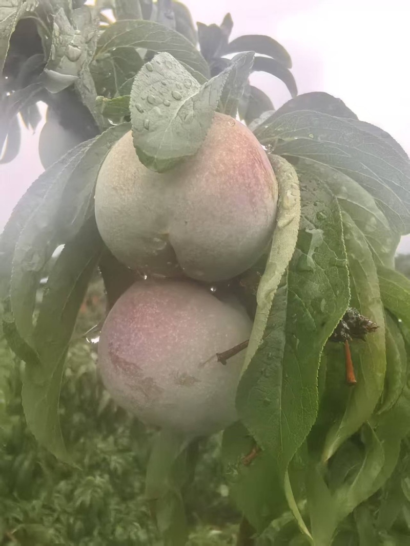 半边红